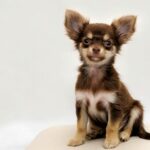 How to Care for a Dobrahuahua: A Complete Guide