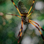 Spider Bombs for Garage – Effective Pest Control Solution