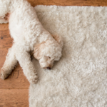 How to Clean and Maintain Outdoor Rugs in NZ: Expert Tips
